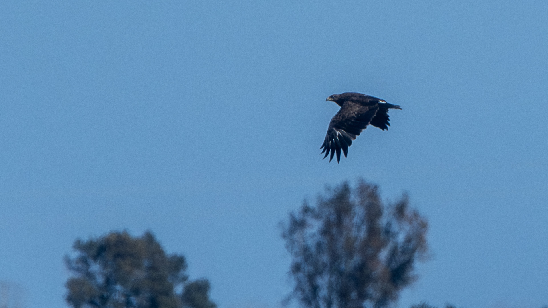 Lesser Spotted Eagle